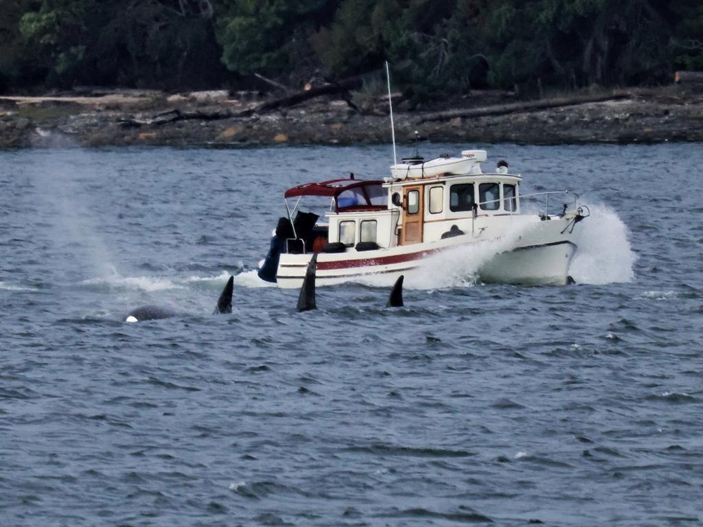 Researchers aren’t exactly sure why the orcas are attacking boats. Picture: istock