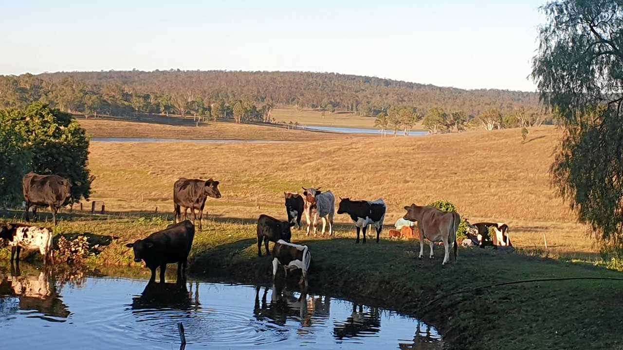 Cattle grazing on dusk at Hidden Gold Homestead. Picture: Hidden Gold Homestead Facebook