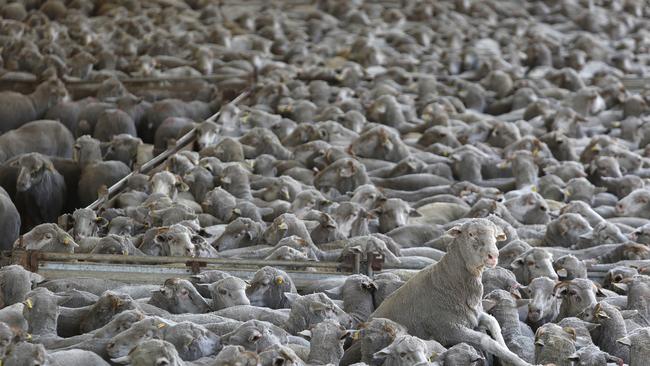 Sheep in pens awaiting loading on trucks bound for live export. Picture: Philip Gostelow