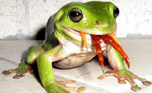 Green tree best sale frog eating snake