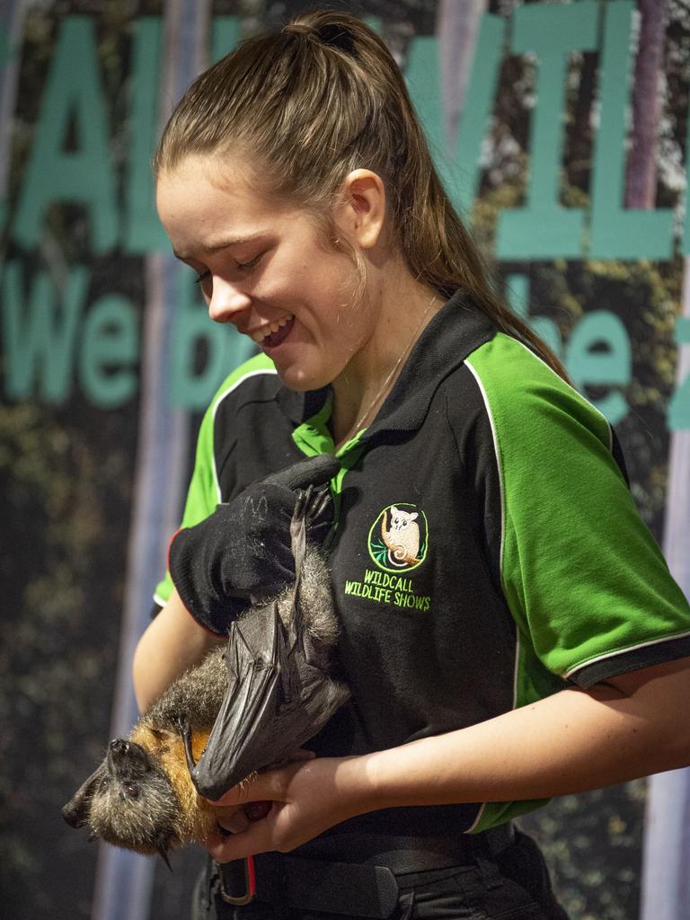 Wildlife presenter Maddy Mercer with Luke the grey-headed flying fox. Cobb+Co Museum Easter school holiday program Wildlife Rangers with Wildcall Wildlife Shows. Monday, April 4, 2022. Picture: Nev Madsen.