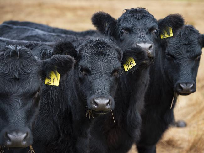 Generic Angus cattle. Weaners.PICTURED: Generic Angus cattle. Weaners.PHOTOGRAPHER: ZOE PHILLIPS