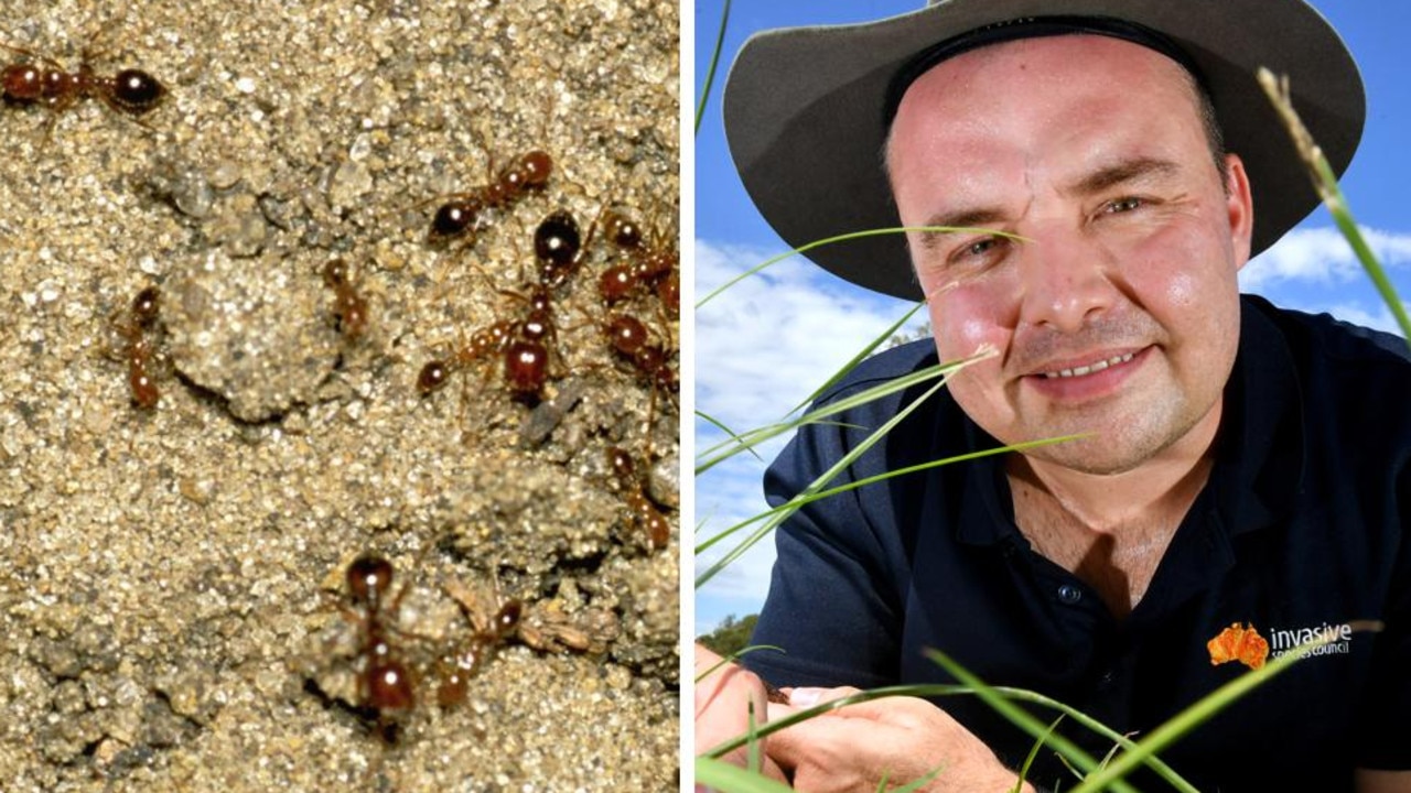 ‘Large-scale’ infestation risk after fire ants found in suburb