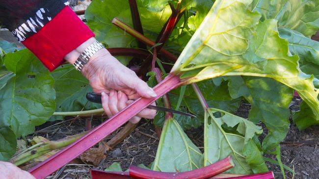 Red stalks: Tony’s Fawcett’s advice for growing rhubarb. Picture: Fawcett Media