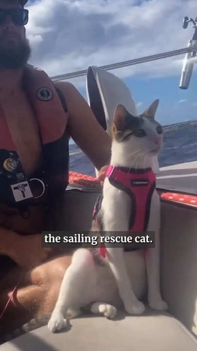 Adelaide couple and their crew cat living the dream at sea