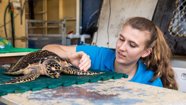 Dolphin Marine Conservation Park operates an extensive animal rehabilitation service.