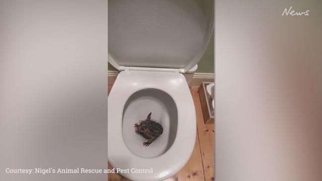 Possum gets stuck in a toilet