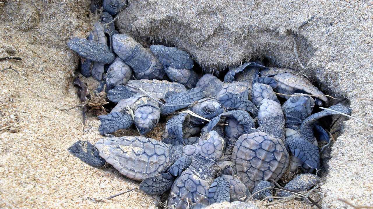 80 rescued eggs ready to hatch in rare Rainbow sighting | The Courier Mail