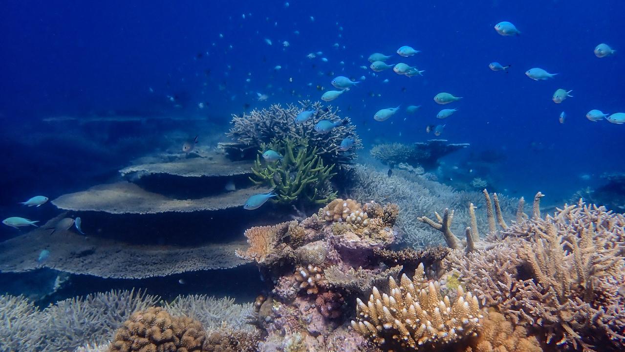 The Great Barrier Reef in the northern section (Cape York to Cooktown). Picture: Australian Institute of Marine Science