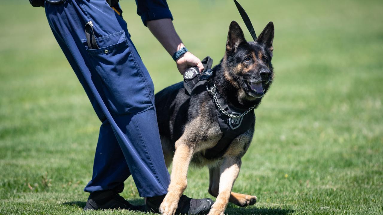 Behind The Bars: The specialist dog squad stopping drugs, phones from ...