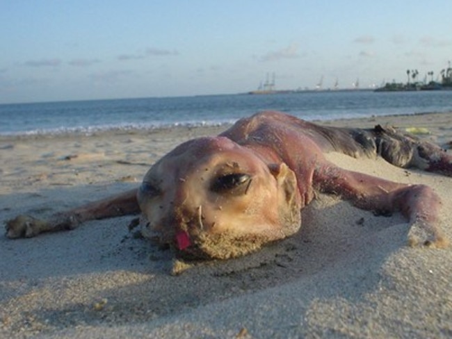 Cryptid: Weird creatures washed up on beaches | news.com.au — Australia's  leading news site