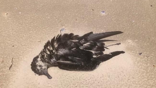 One of the dead shearwater birds found on the beach at North Stradbroke Island. Picture: Michael Bulloch