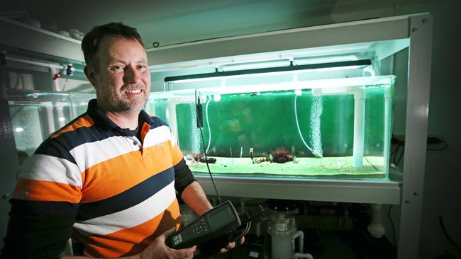 CSIRO Senior Research Scientist Tim Lynch researching the Spotted Handfish at Hobart. Picture: CHRIS KIDD