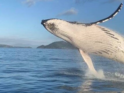 Spectacular footage of Whitsunday whale breach goes viral