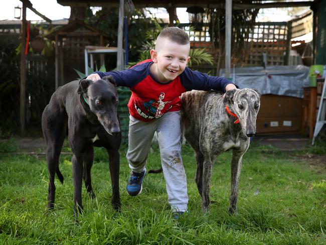 Two of the three greyhounds owned by Rodney O’Brien with Malakai Smiroldo, 7. Picture: Richard Dobson