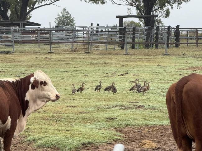 ‘It’s bloody exciting’: Farmers celebrate rain across South West QLD