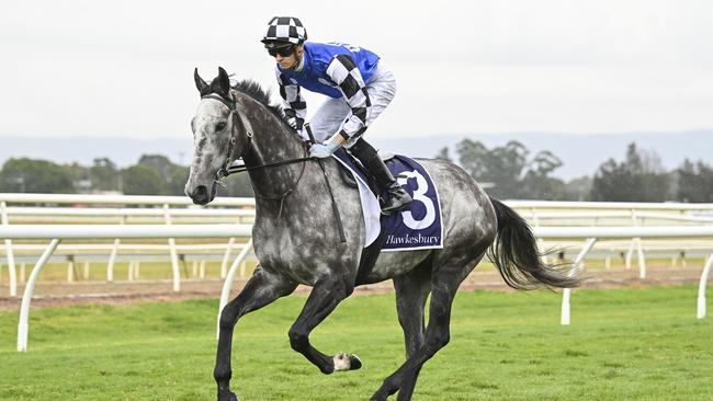 Berkshire Shadow is chasing his first Australian win in the Ladies Day Cup at Hawkesbury. Picture: Bradley Photos