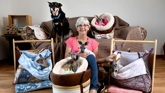 Ann Pashley with Penny the dog, and her rescued kangaroos at her Adelaide Hills home. Picture: Tricia Watkinson