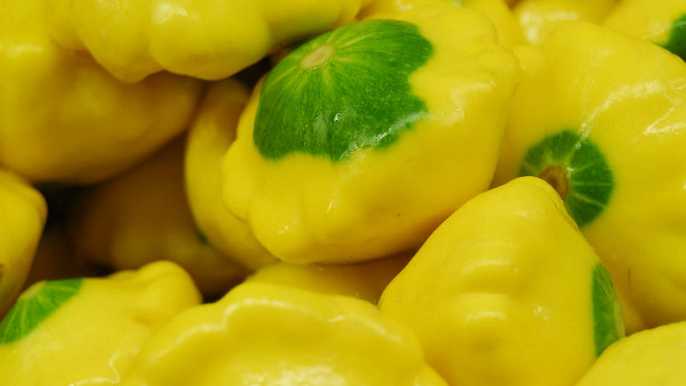 Yellow Squash Photo: Che Chapman / Sunshine Coast Daily. Picture: Che Chapman