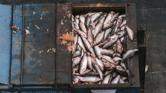 Images showing dead fish at Tasmanian aquaculture facilities supplied by the Bob Brown Foundation.