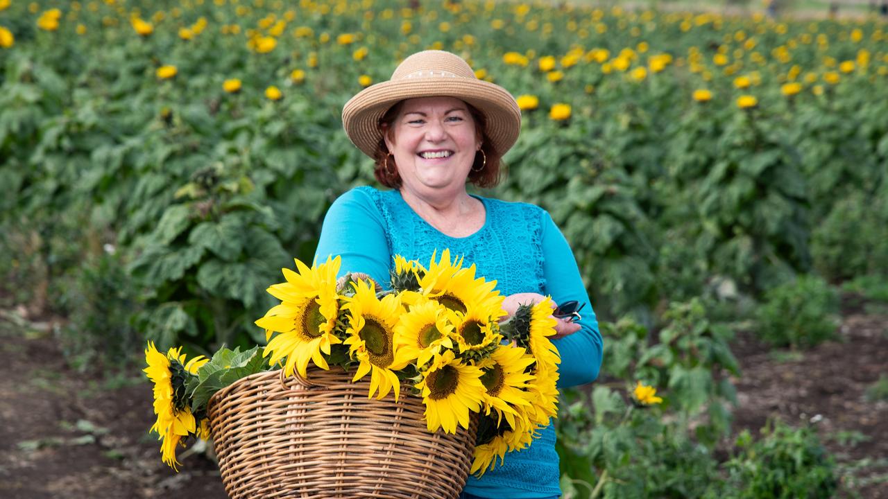 Cheryl Dwan with her basket of brilliant yellow sunflowers.Open day at Warraba Sunflowers, Cambooya. Saturday June 29th, 2024