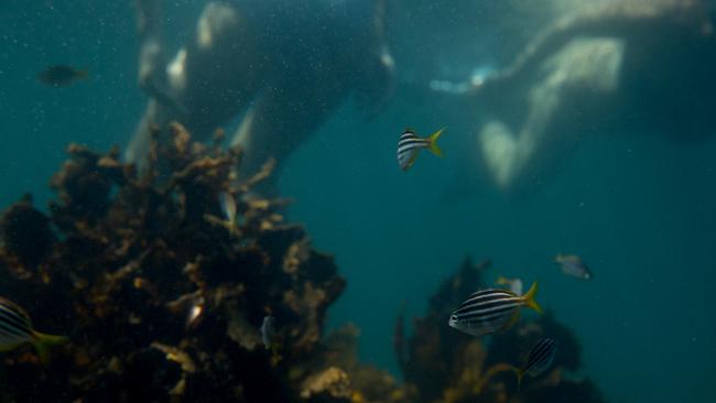 Dredging needed to accommodate cruise ships in the Jervis Bay Marine Park is liable to a have a range of secondary environmental impacts on shorelines, seagrasses and shallow habitats well beyond the dredged area. Picture: Nathan Schmidt