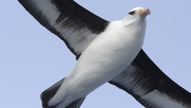 A black browed albatross found where a lost world of volcanic seamounts were discovered near Tasmania. Picture: Eric Woehler