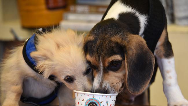 Bob (left) and Bill enjoy a doggie treat at Goji Granola Bar and Cafe, Clear Island Waters. Photo: Steve Holland.