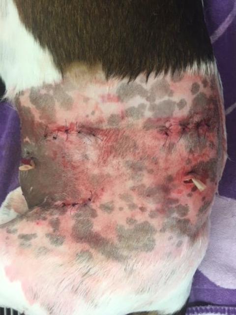 Monica Watts said she was grateful the people trialling the dog, which attacked Hunter, came forward and paid the gap in her vet bills.