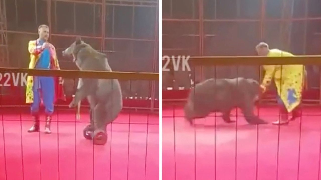 Terrifying moment circus bear on hoverboard attacks handler