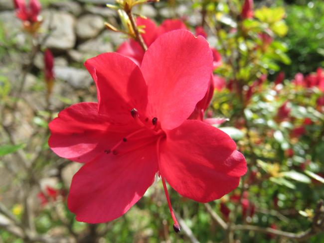 Sandra Stewart took this picture of a flower in her Glenfield garden. #SnapSydney2016 #SnapSydney #SnapMacarthur