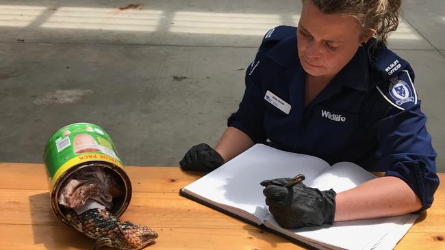 A DELWP officer with a Goldfields Shingleback Lizard found in 1.5kg Milo tin. Picture: Supplied