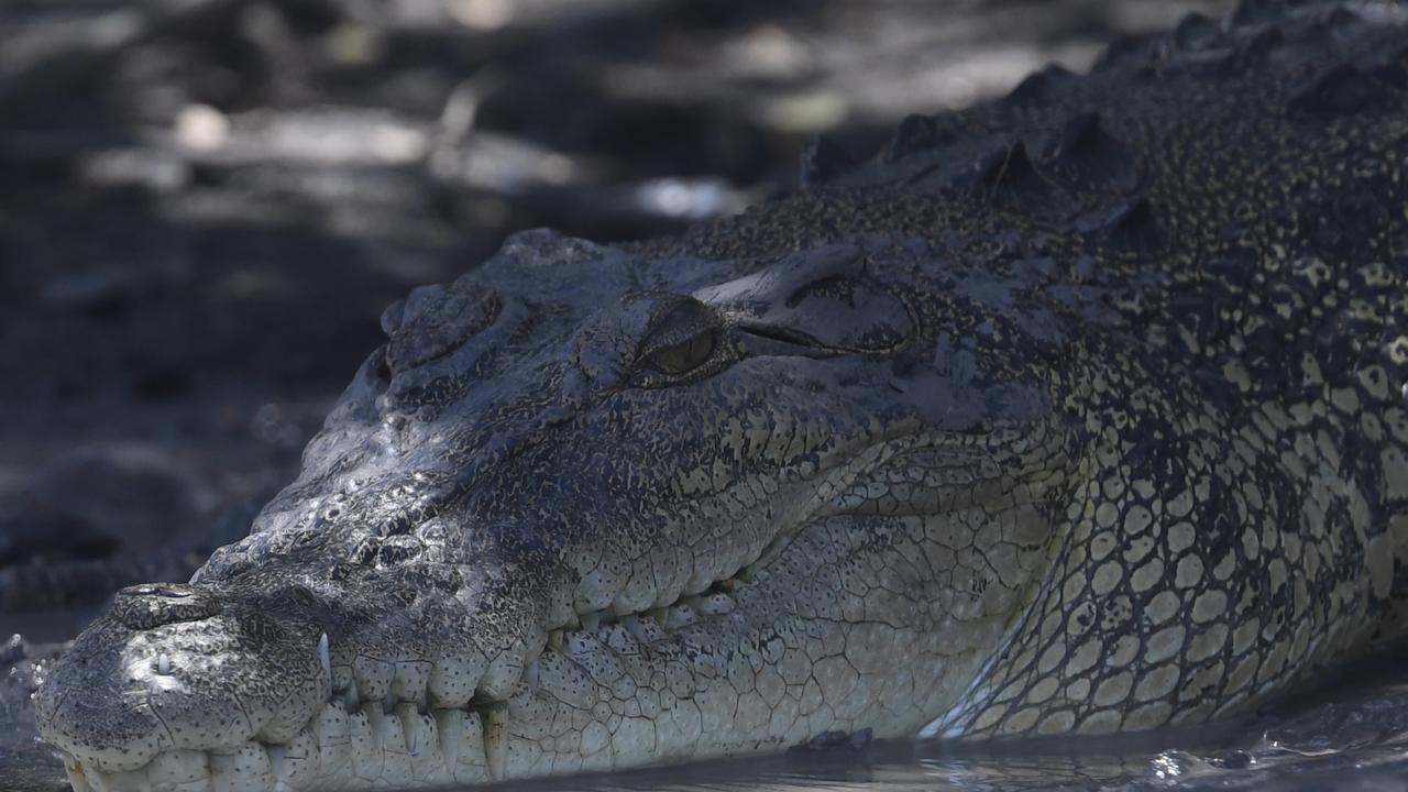 Saltwater crocodile lies on the banks of Mary River. Picture: Amanda Parkinson