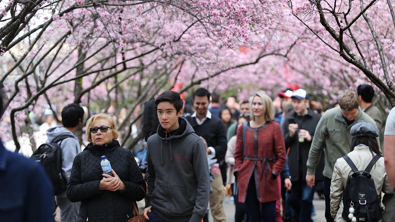 Auburn Cherry Blossom Festival more than 90,000 expected Daily Telegraph