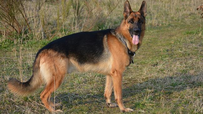 Police Dog Xtra and Development Dog Soldier were both German Shepherds. Picture: Supplied