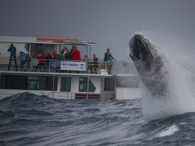 Humpback whale jumping out of the water near a whale watching boat in Sydney Harbour. Picture: Jonas Liebschner of Whale Watching Sydney