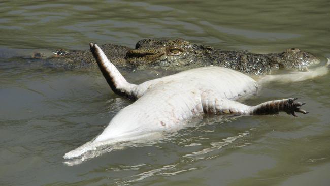 A saltie snacks on a freshie at Banyan Farm near Daly River. Picture: Paul Fairchild