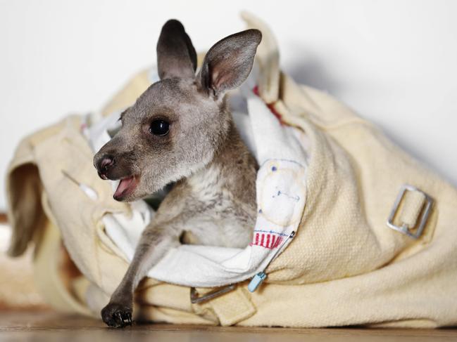 Kane, a six-mnoth-old eastern grey kangaroo, was orphaned. Picture: Sam Ruttyn