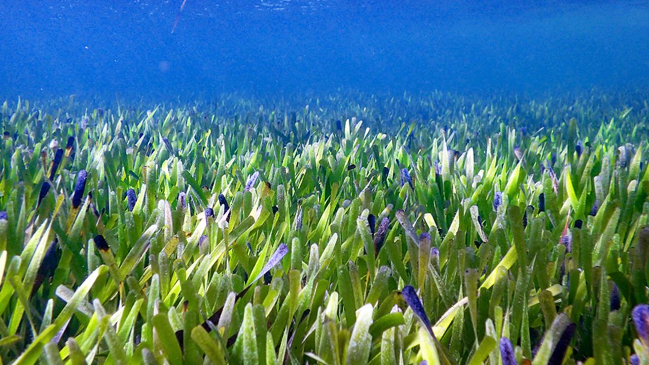 The seagrass Posidonia australis lives in Shark Bay and is estimated to be at least 4500 years old. Picture: Rachel Austin