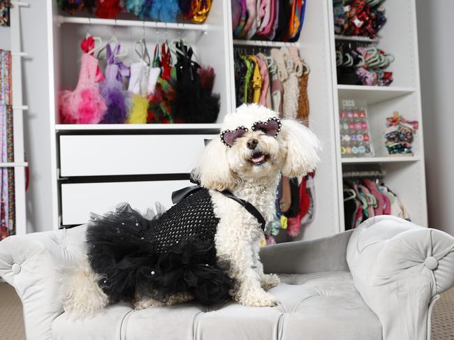 She gets sent all the latest designer dog wear thanks to her social media following. Picture: Tim Hunter.