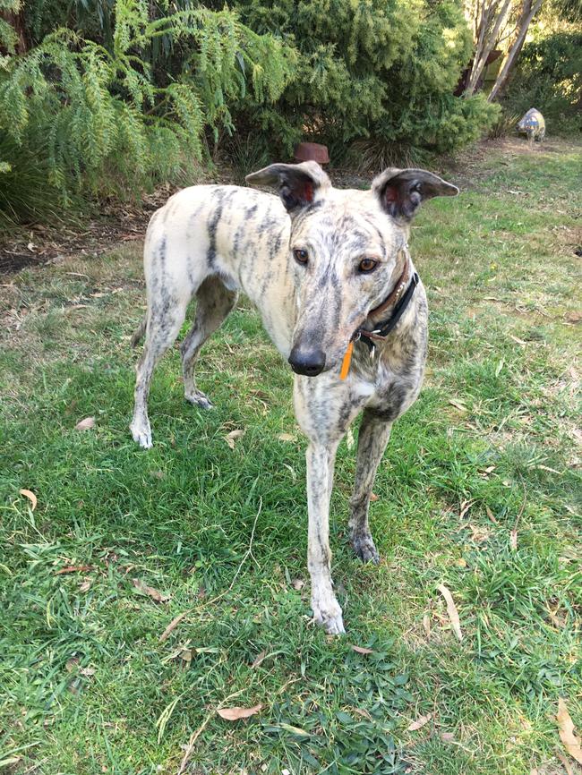 The community rallied behind Albert the greyhound after he ran away.