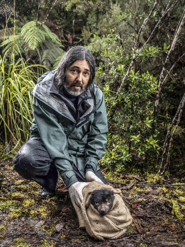 University of Tasmania disease ecologist Dr Rodrigo Hamede prepares to release a devil into bushland in North-West Tasmania (Photo credit: Eddie Safarik)