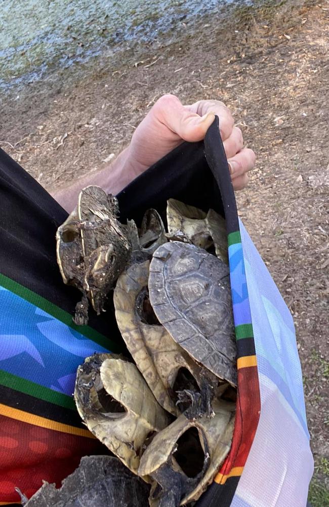 A Townsville resident said he found these dead turtles, and several other dead animals, at Freshwater Lake in Idalia, near Springside Terrace, on October 18. Picture: Jake Goldring/Snakefella Wildlife Rescue