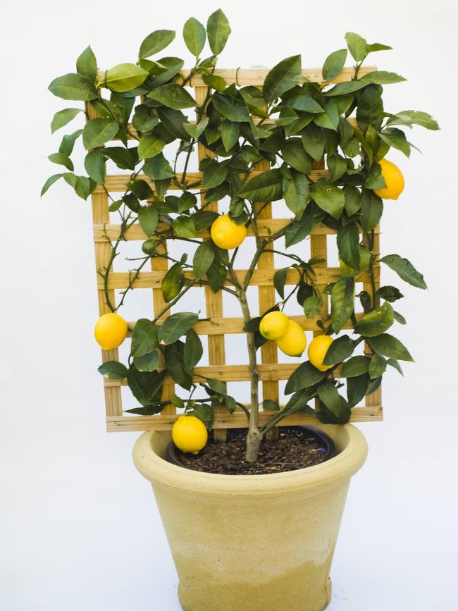 An espaliered Meyer lemon tree is perfect to grow in pots.