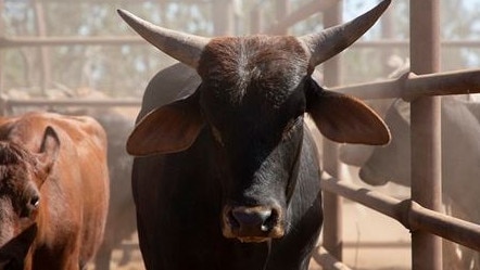 Police believe a "significant" number of Shorthorn cattle have been stolen from outback QLD. Picture: Supplied/QPS