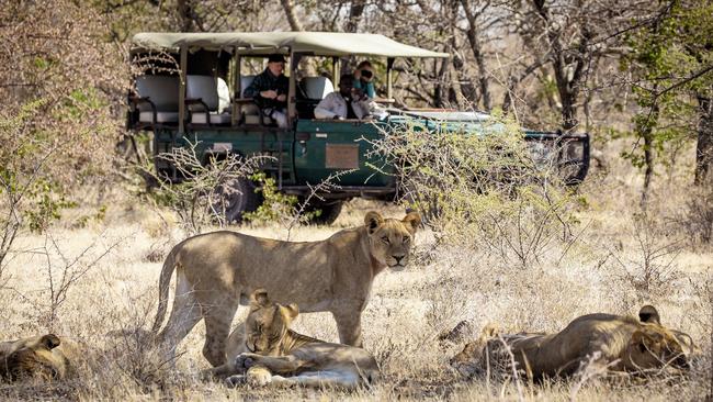 Lionesses spied on a game drive. Photo: Supplied