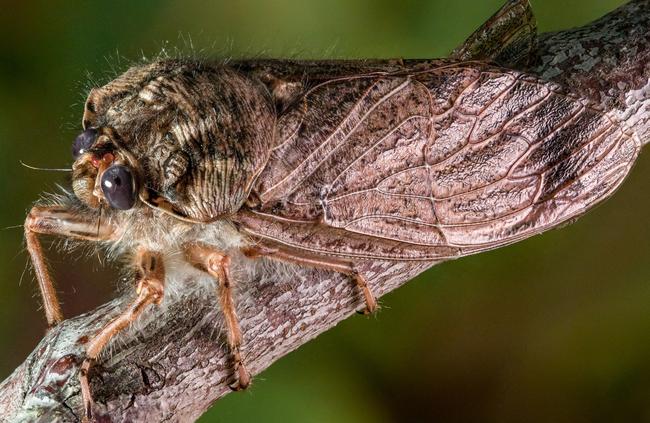 Alpine Hairy Cicada. Picture: Nathan Emery.