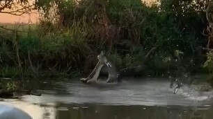 The 4m saltie leapt out of the water with a baby croc clenched firmly in its jaw. Picture: Supplied.