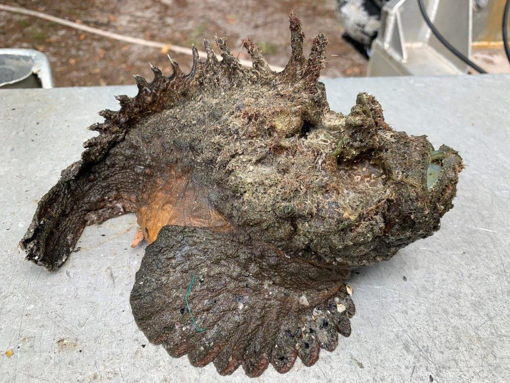 The couple said Moreton Island was filled with immense wildlife - including stonefish, lionfish and huge pythons. Photo: Andrew and Leisa Robson.