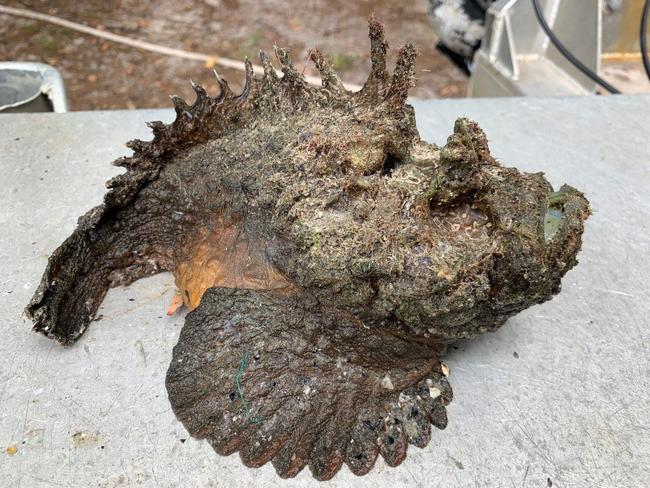 The couple said Moreton Island was filled with immense wildlife - including stonefish, lionfish and huge pythons. Photo: Andrew and Leisa Robson.